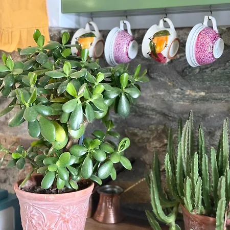 Pefkas Hill Vila Nezerós