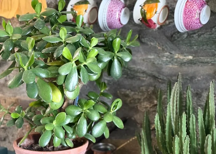 Pefkas Hill Vila Nezerós